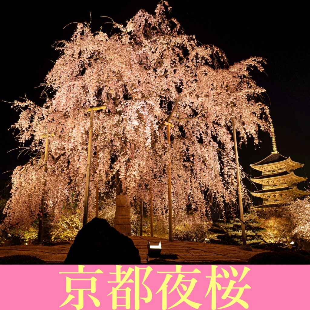 京都夜桜