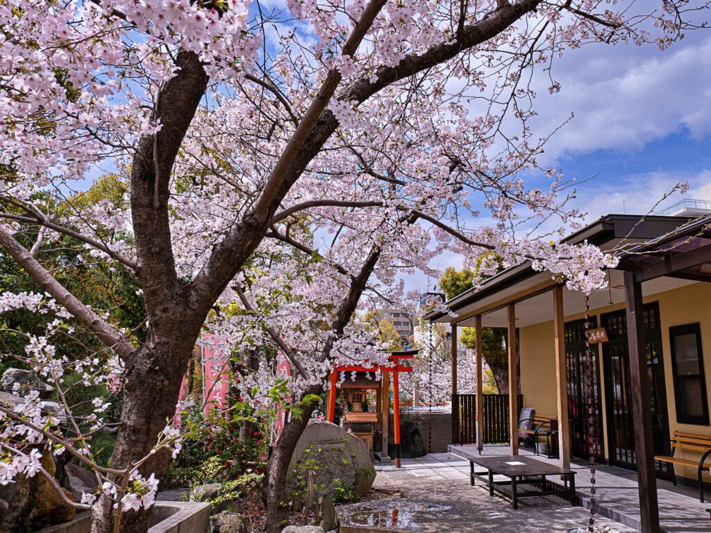 生國魂神社の桜