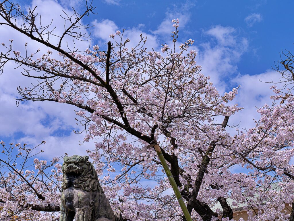 生國魂神社の桜　狛犬