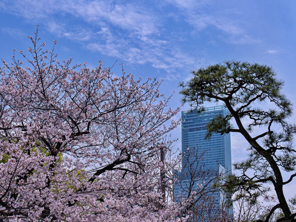 一心寺の桜とあべのハルカス