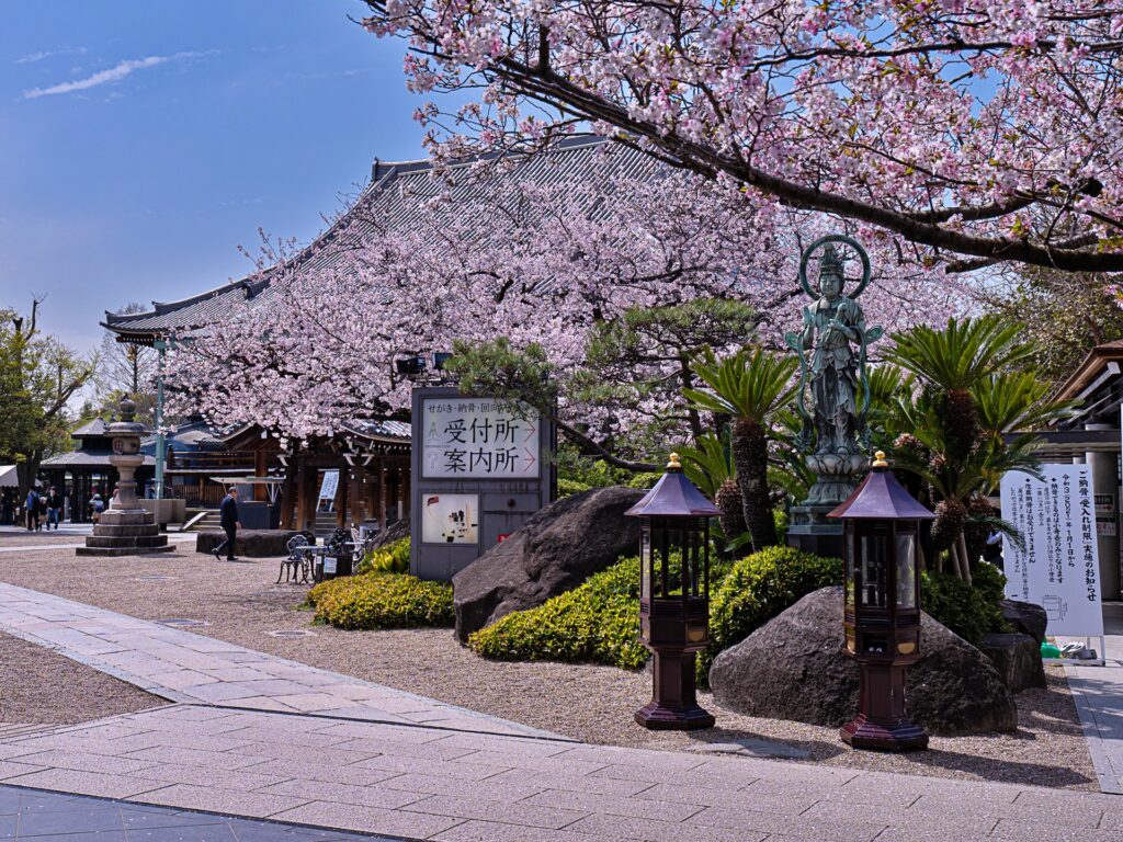 一心寺の桜