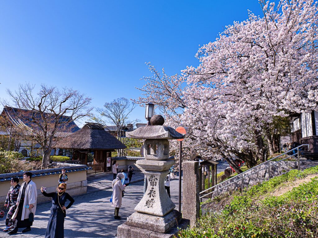 ねねの道の桜