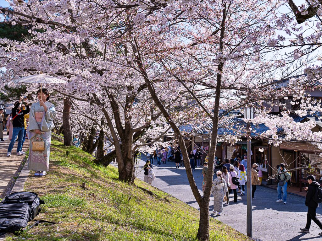 ねねの道の桜