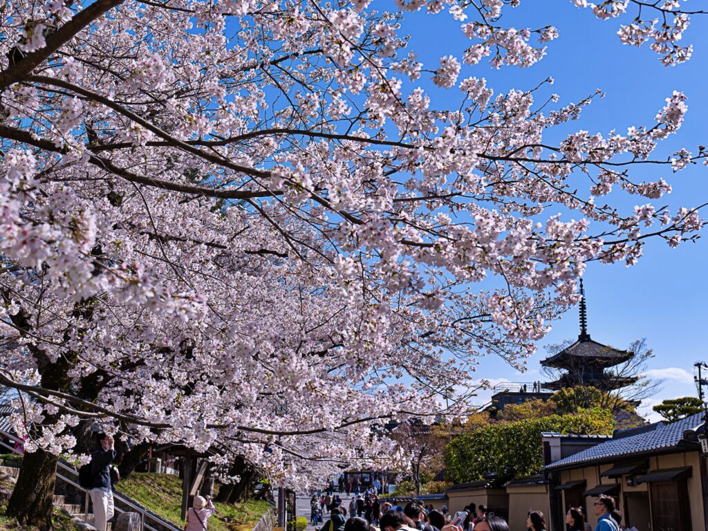 ねねの道　桜と八坂の塔