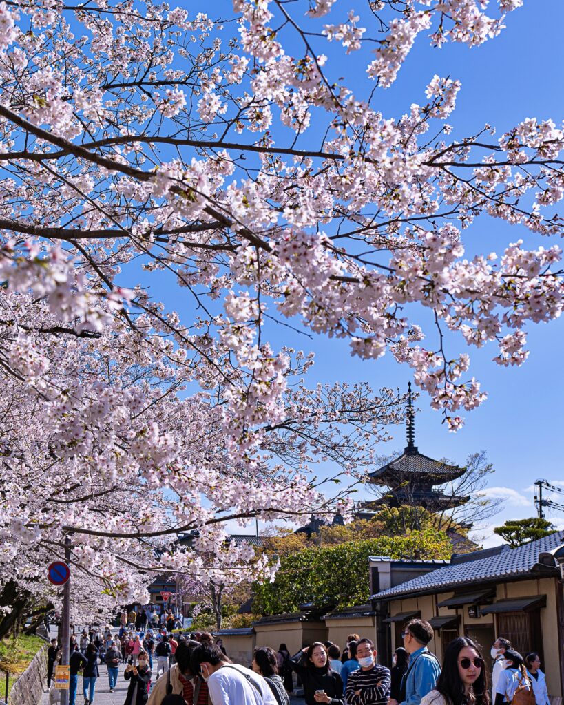 ねねの道　桜と八坂の塔