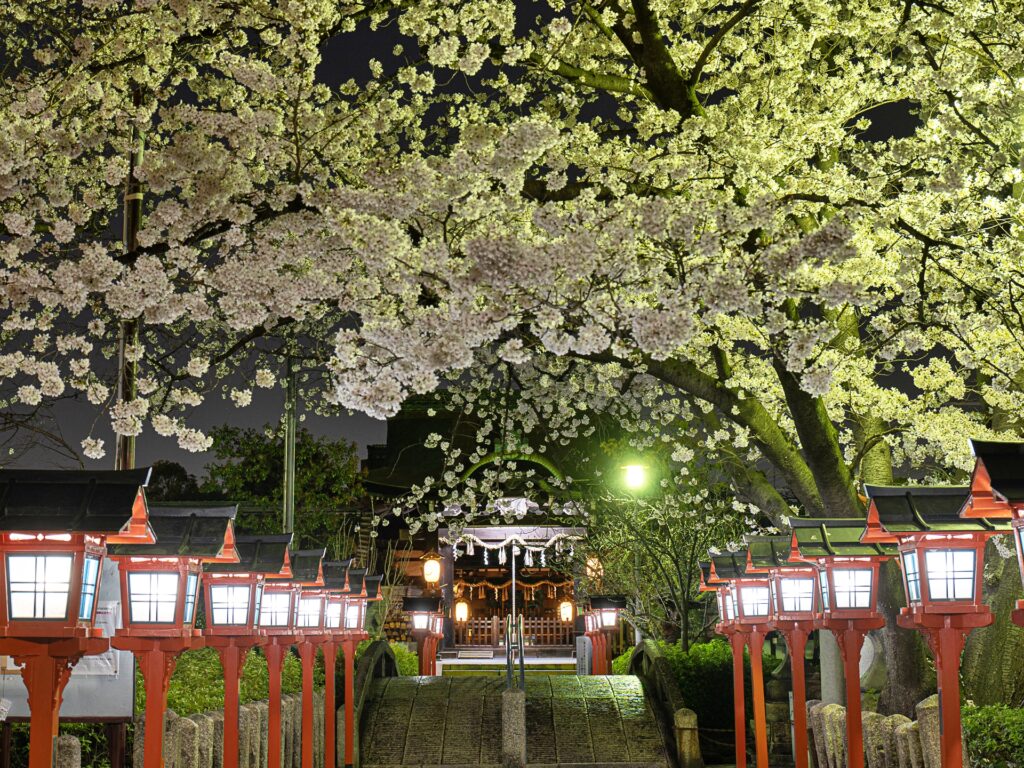 六孫王神社　桜ライトアップ　参道