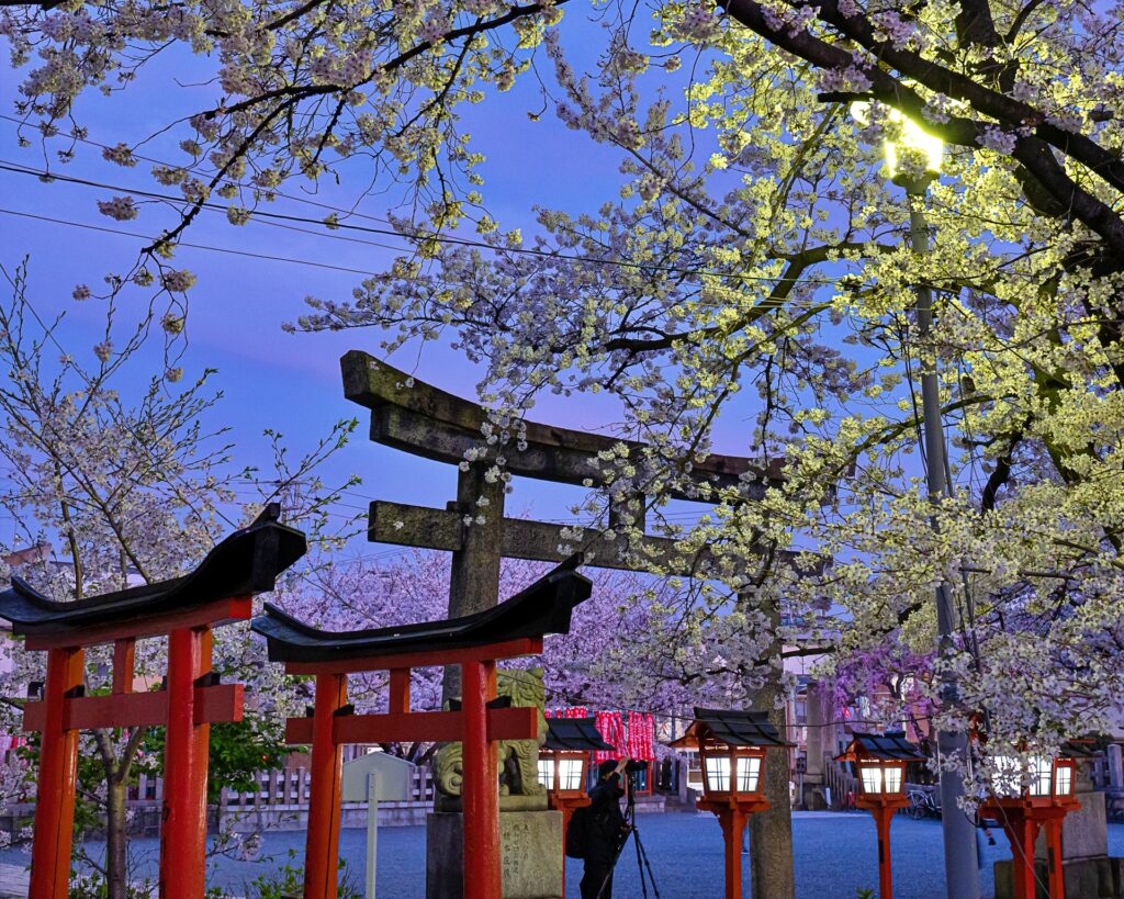 六孫王神社　桜ライトアップ　黄昏時