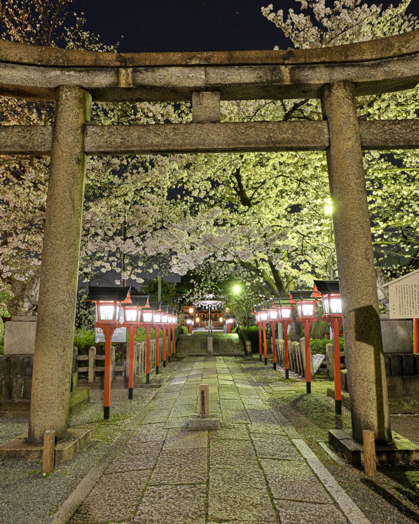 六孫王神社　桜ライトアップ