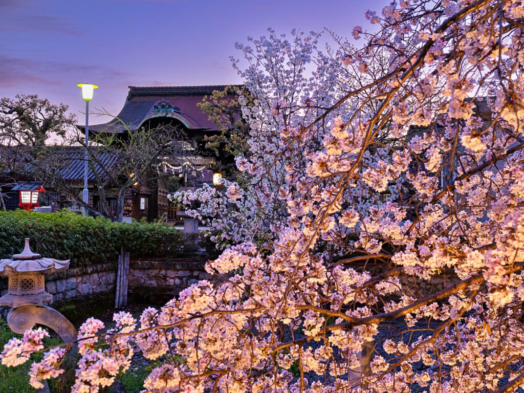 六孫王神社　桜ライトアップ　黄昏