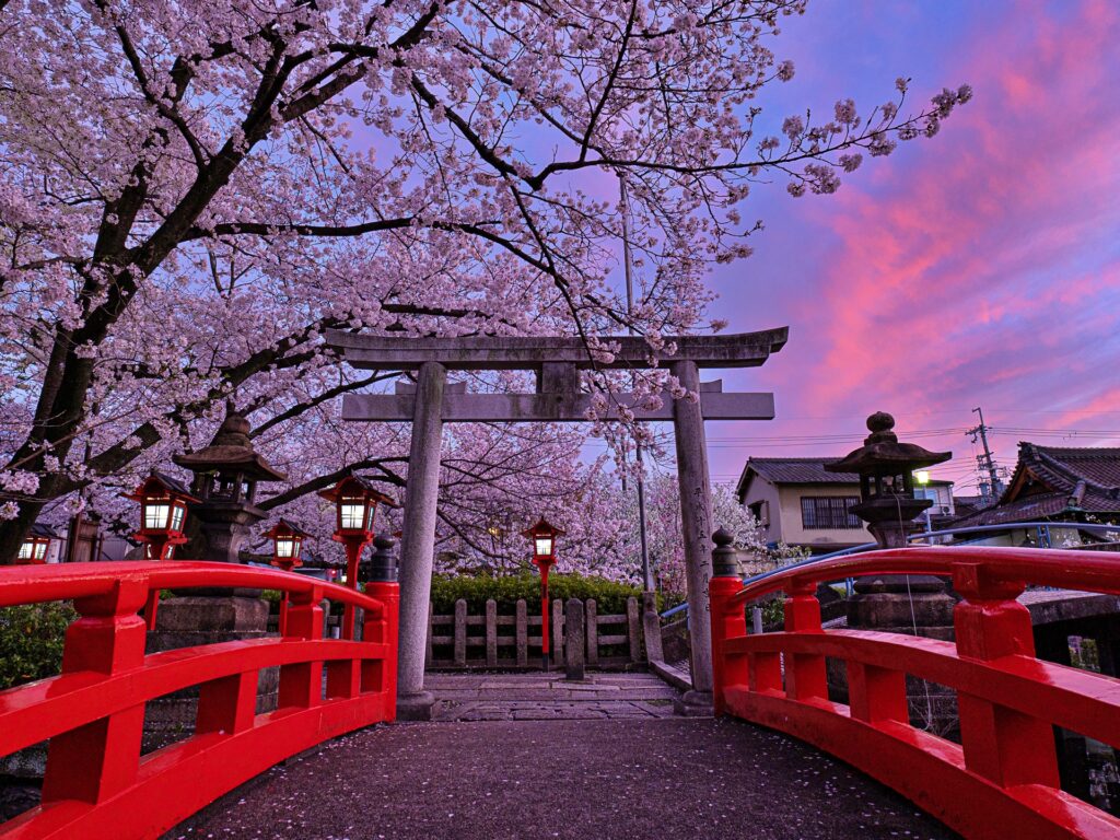 六孫王神社　桜ライトアップ　黄昏時