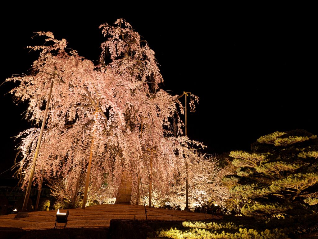 東寺　桜ライトアップ　不二桜