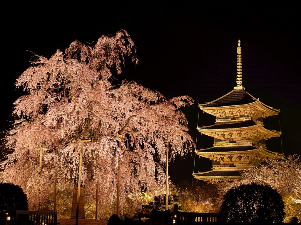 東寺　桜ライトアップ　不二桜と五重塔