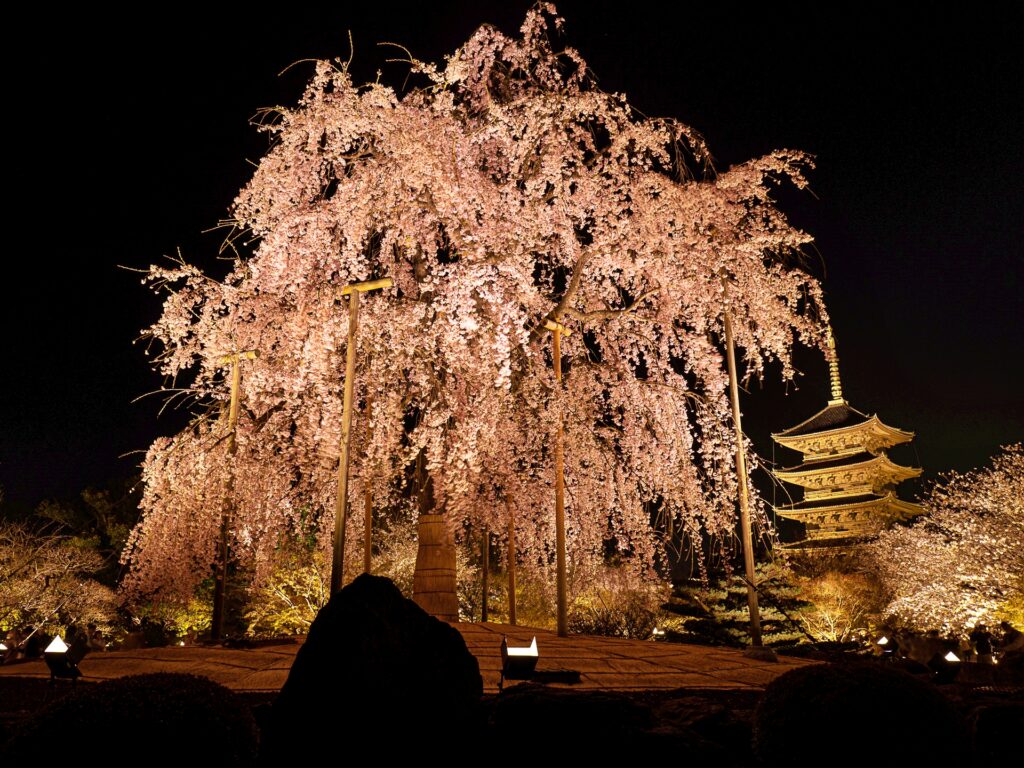 東寺　桜ライトアップ　不二桜と五重塔