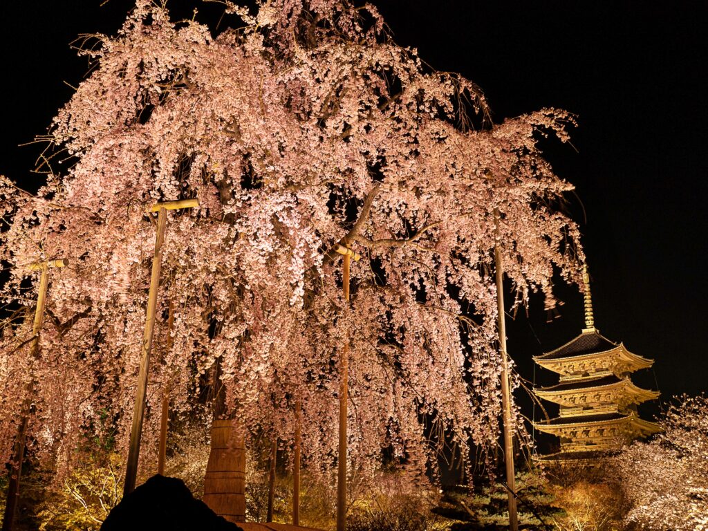 東寺　桜ライトアップ　不二桜と五重塔