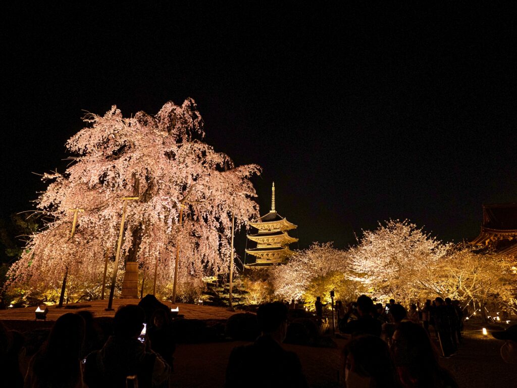 東寺　桜ライトアップ　庭園