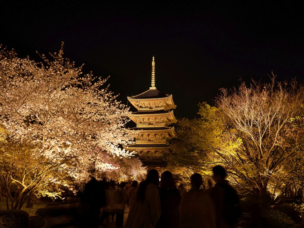 東寺　桜ライトアップ　五重塔