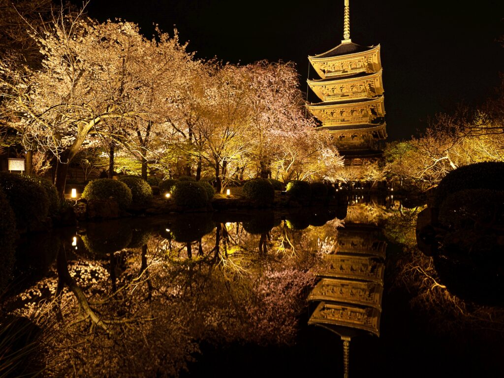 東寺　桜ライトアップ　五重塔と瓢箪池