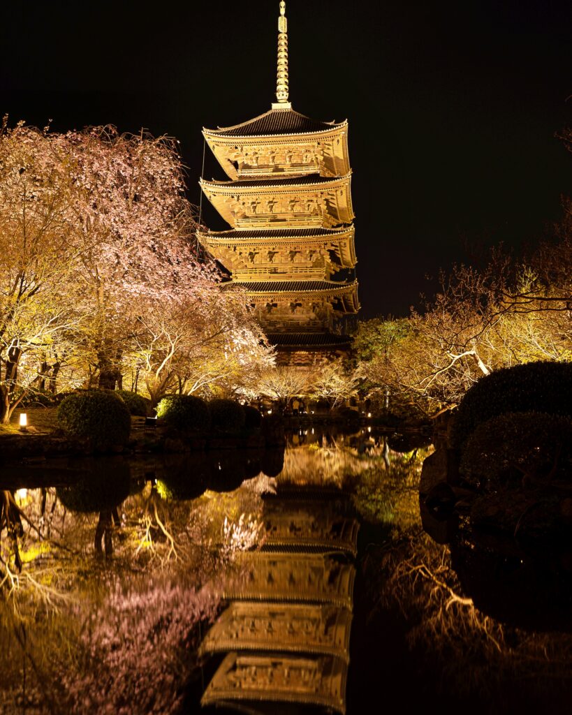 東寺　桜ライトアップ　五重塔と瓢箪池