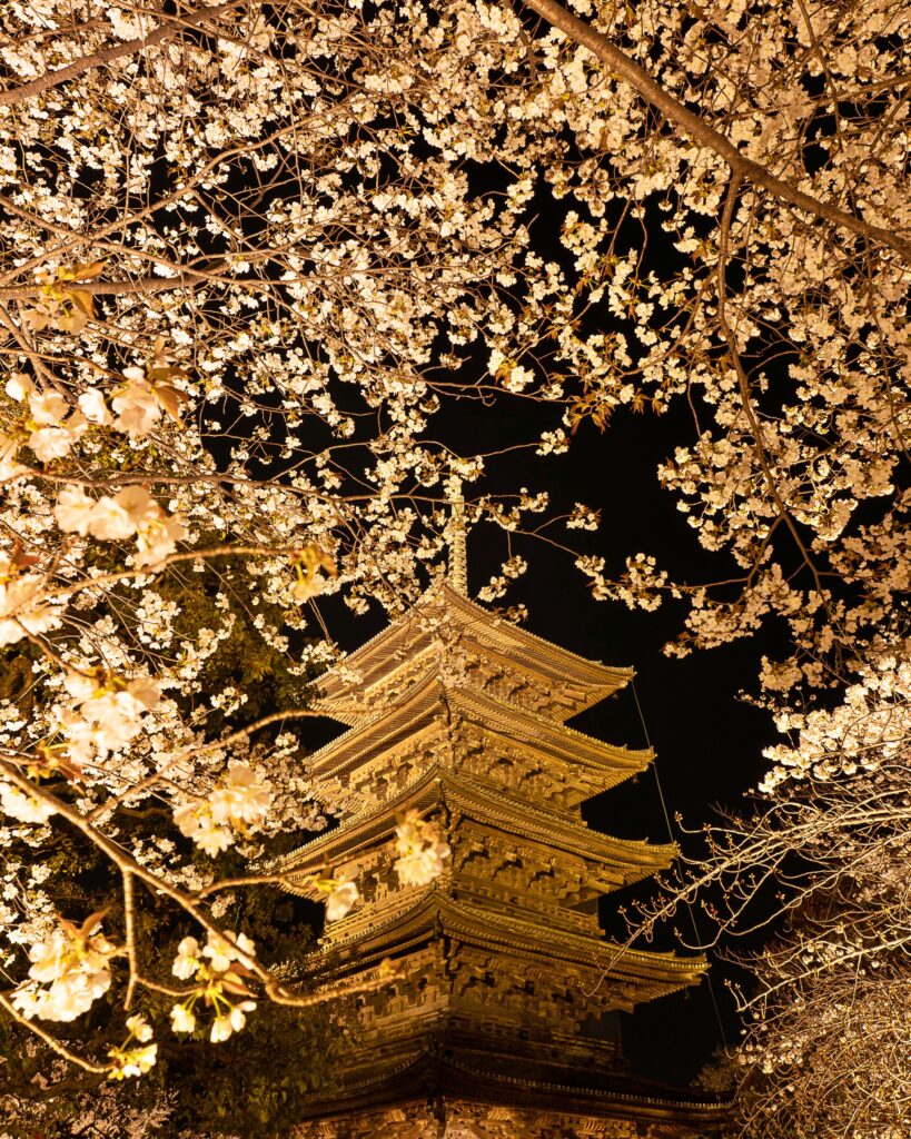 東寺　桜ライトアップ　五重塔