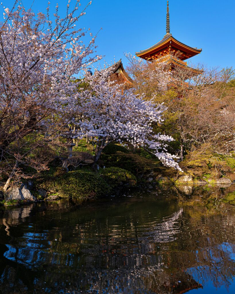 清水寺の桜　方丈池より