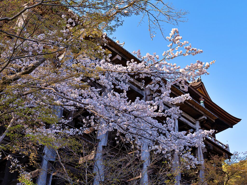 清水寺　桜と本堂