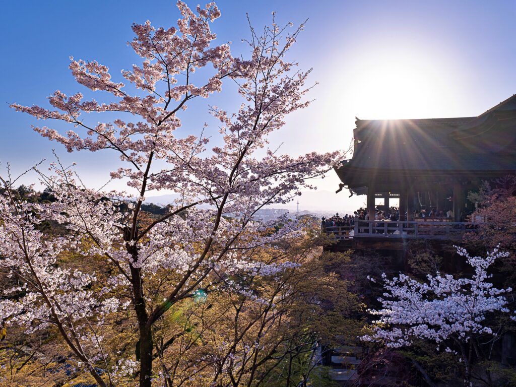 清水寺の桜　奥の院より