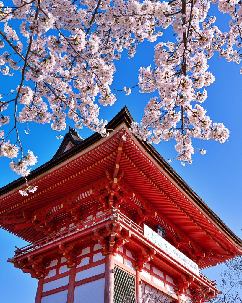 清水寺　桜と仁王門