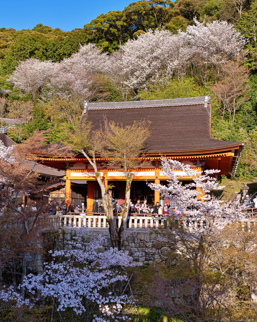 清水寺　桜と奥の院