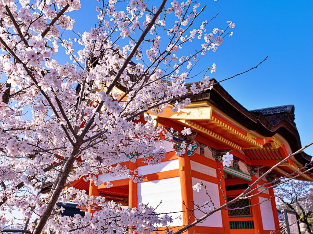 清水寺　桜と西門