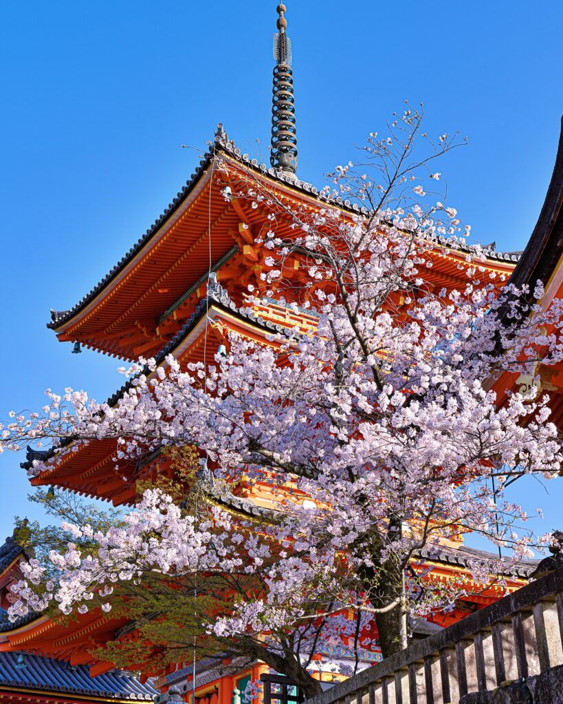 清水寺　桜と三重塔