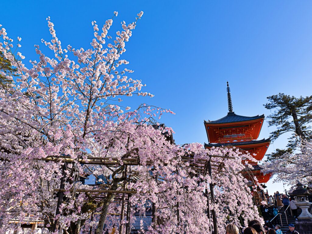 清水寺　三重塔と枝垂れ桜