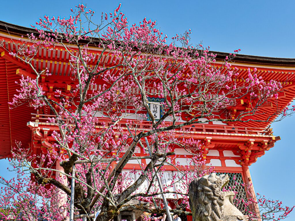 清水寺　仁王門　梅