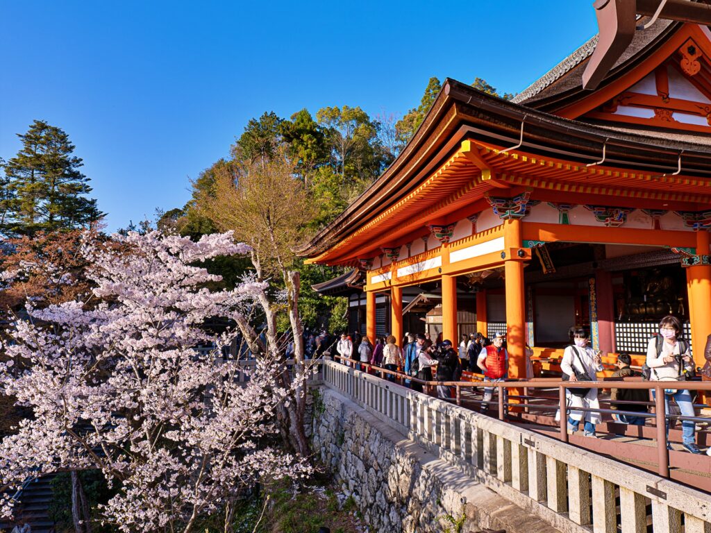 清水寺の桜　阿弥陀堂前