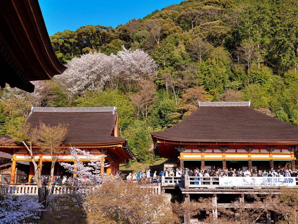 清水寺の桜　阿弥陀堂と奥の院