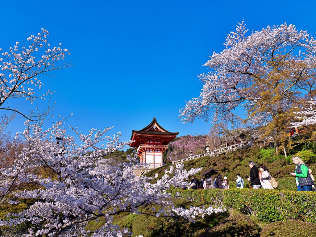 清水寺　桜