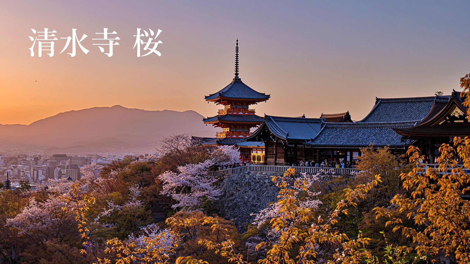 清水寺　桜