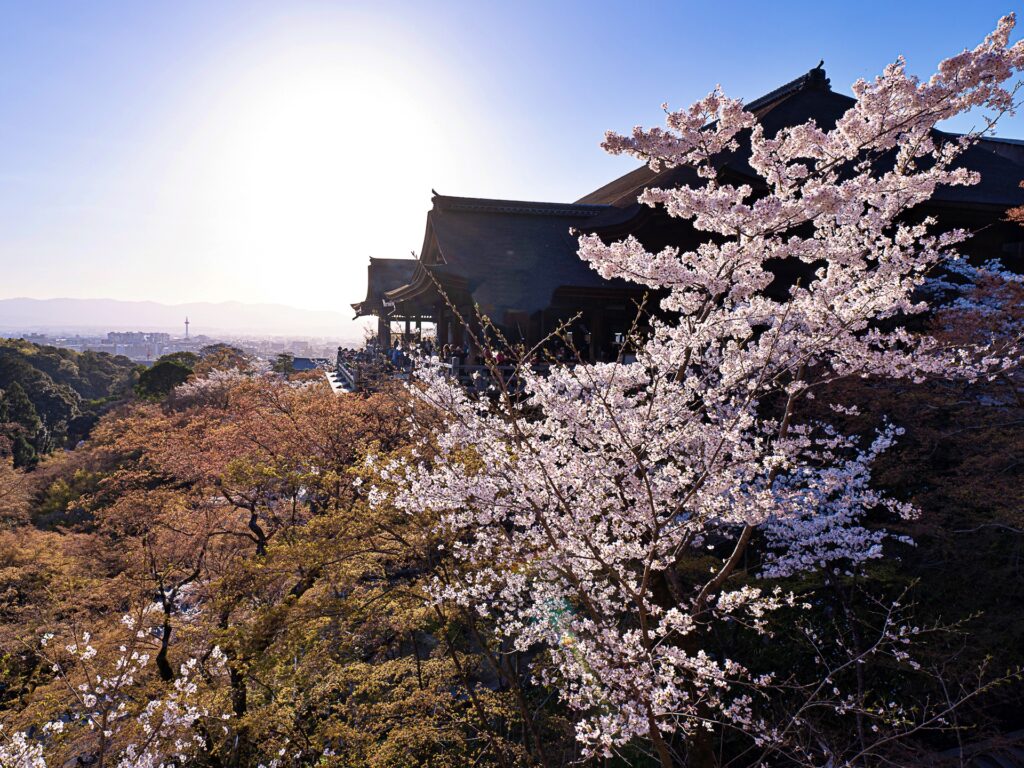 清水寺　桜と清水の舞台