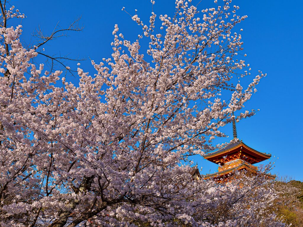 清水寺　桜と三重塔