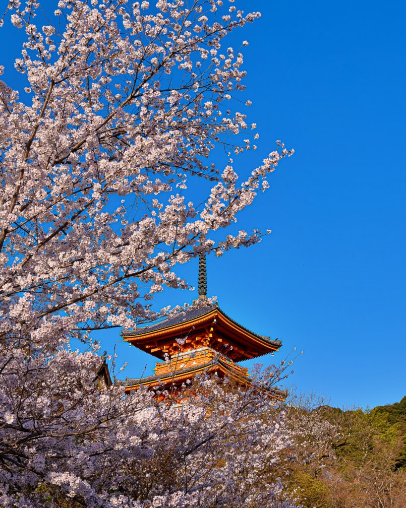 清水寺　桜と三重塔