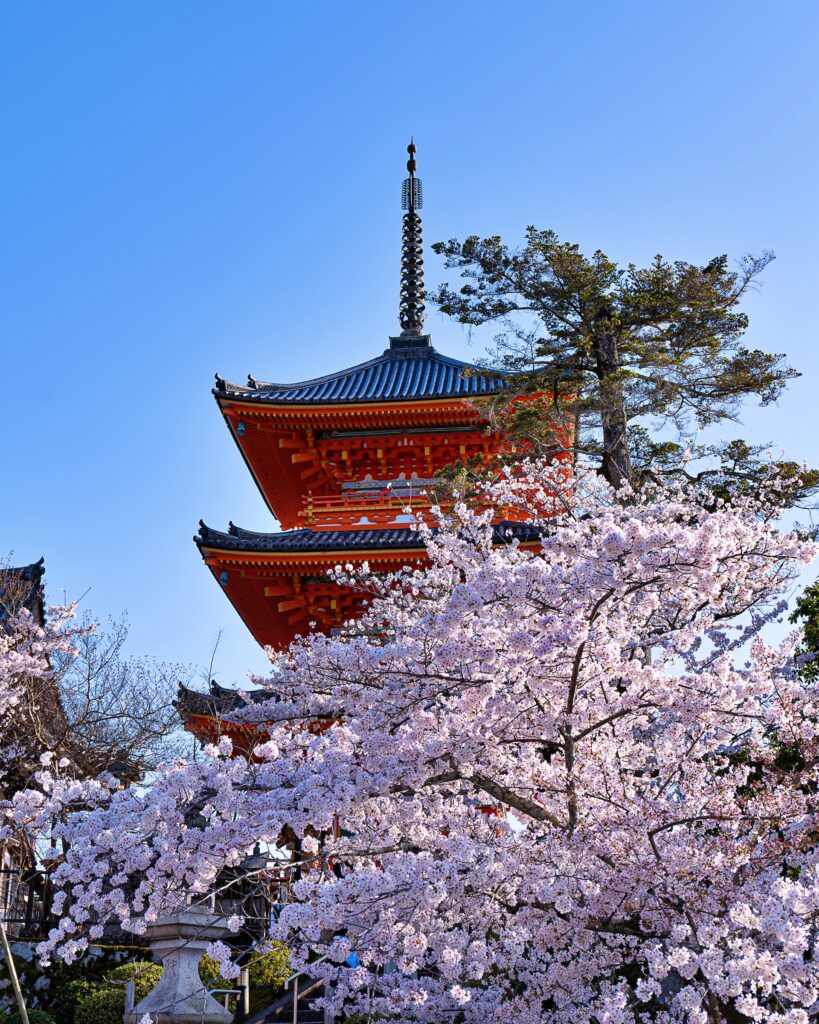 清水寺　桜と三重塔