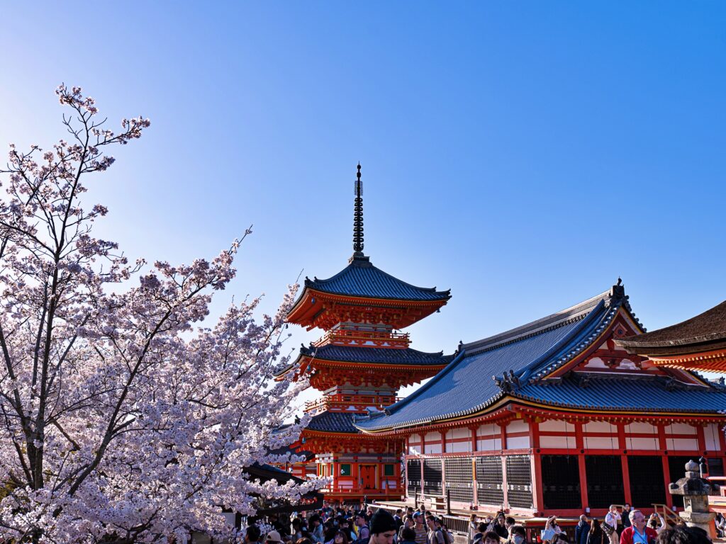 清水寺　桜　境内