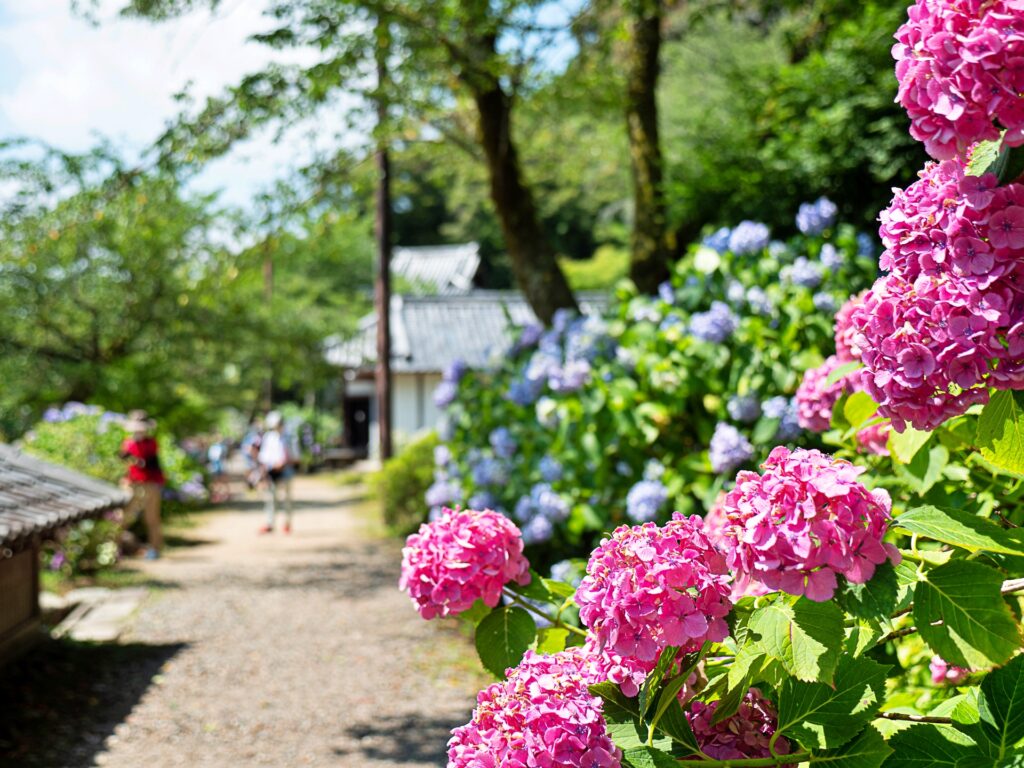 般若寺　本堂裏のアジサイ