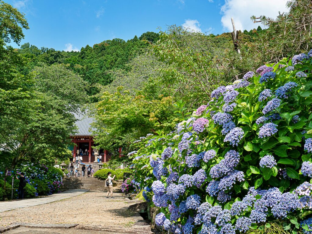 矢田寺　本堂前のアジサイ