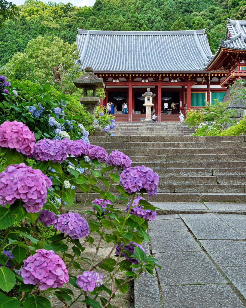 矢田寺　本堂前のアジサイ