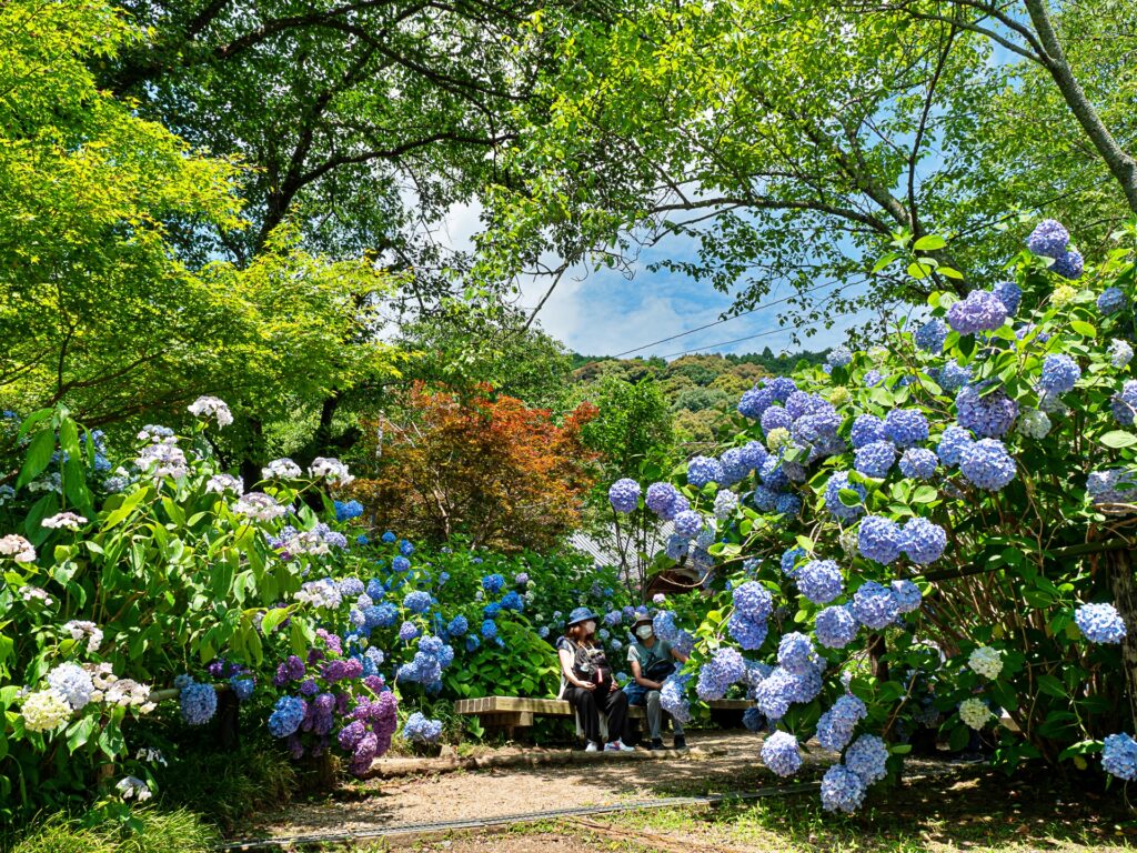 矢田寺　アジサイ