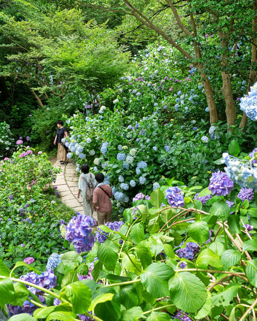 矢田寺　アジサイ園