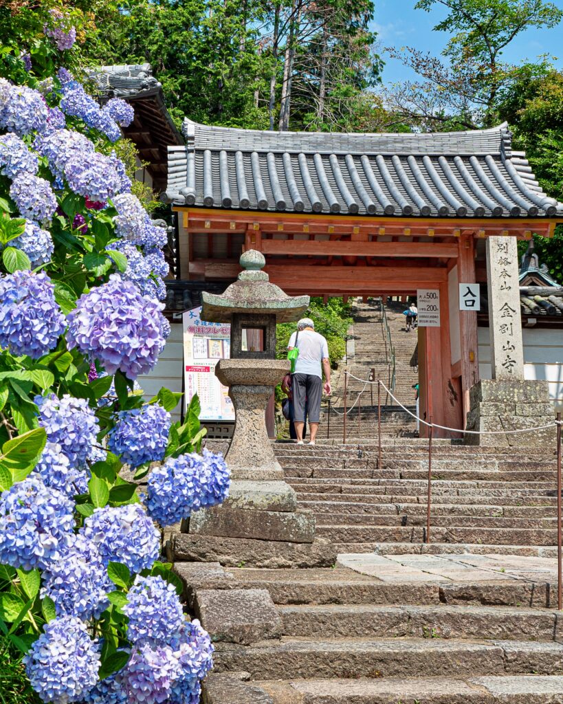 矢田寺　山門とアジサイ