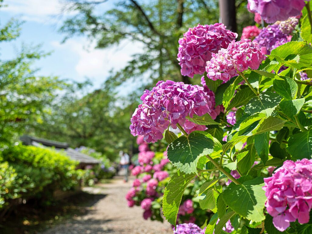 般若寺　アジサイ