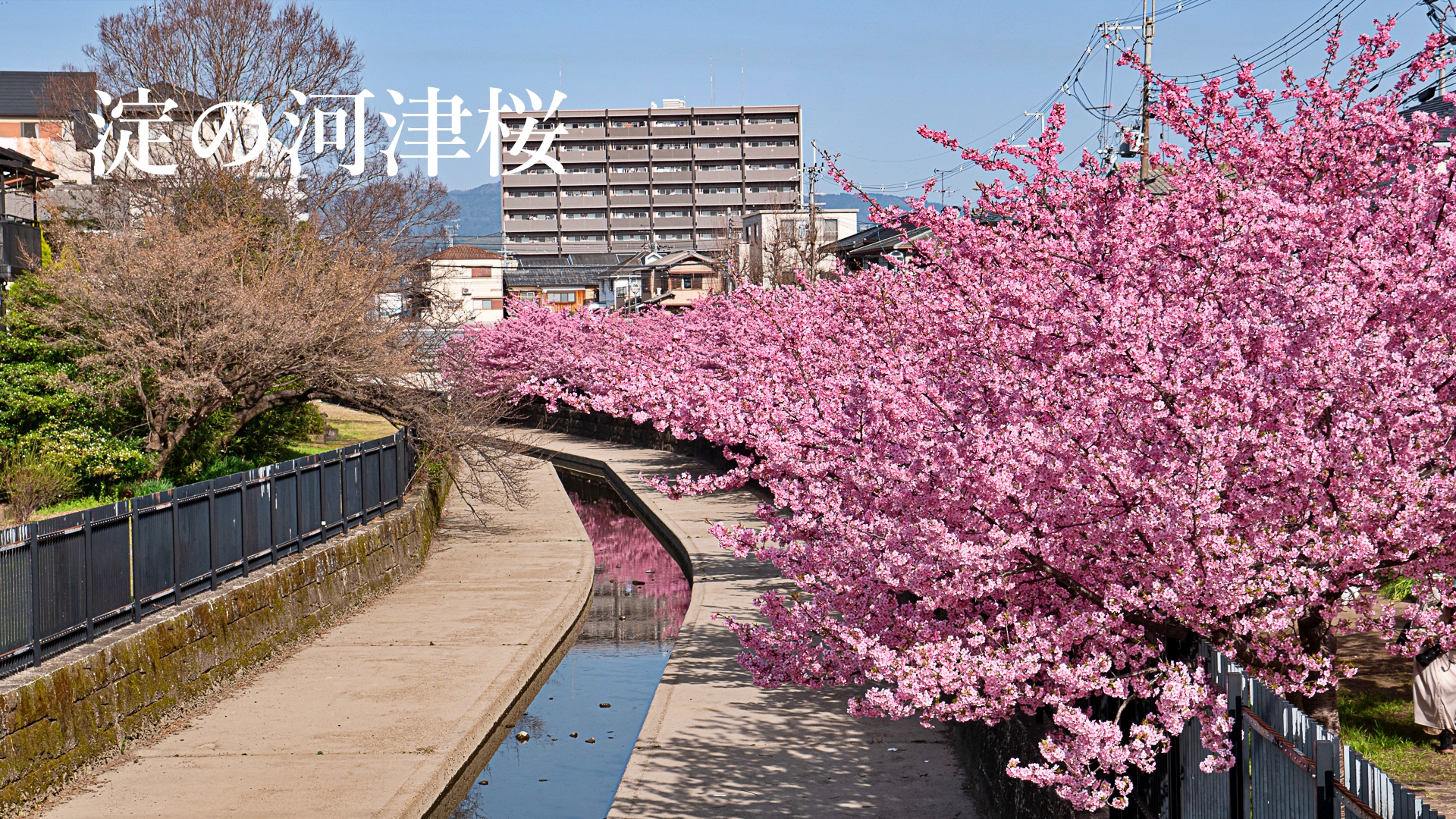 淀の河津桜