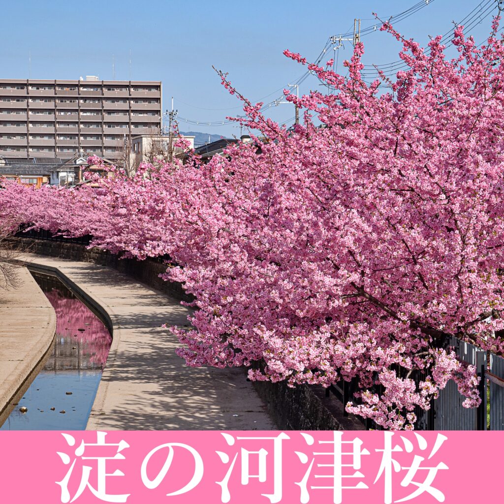 淀の河津桜